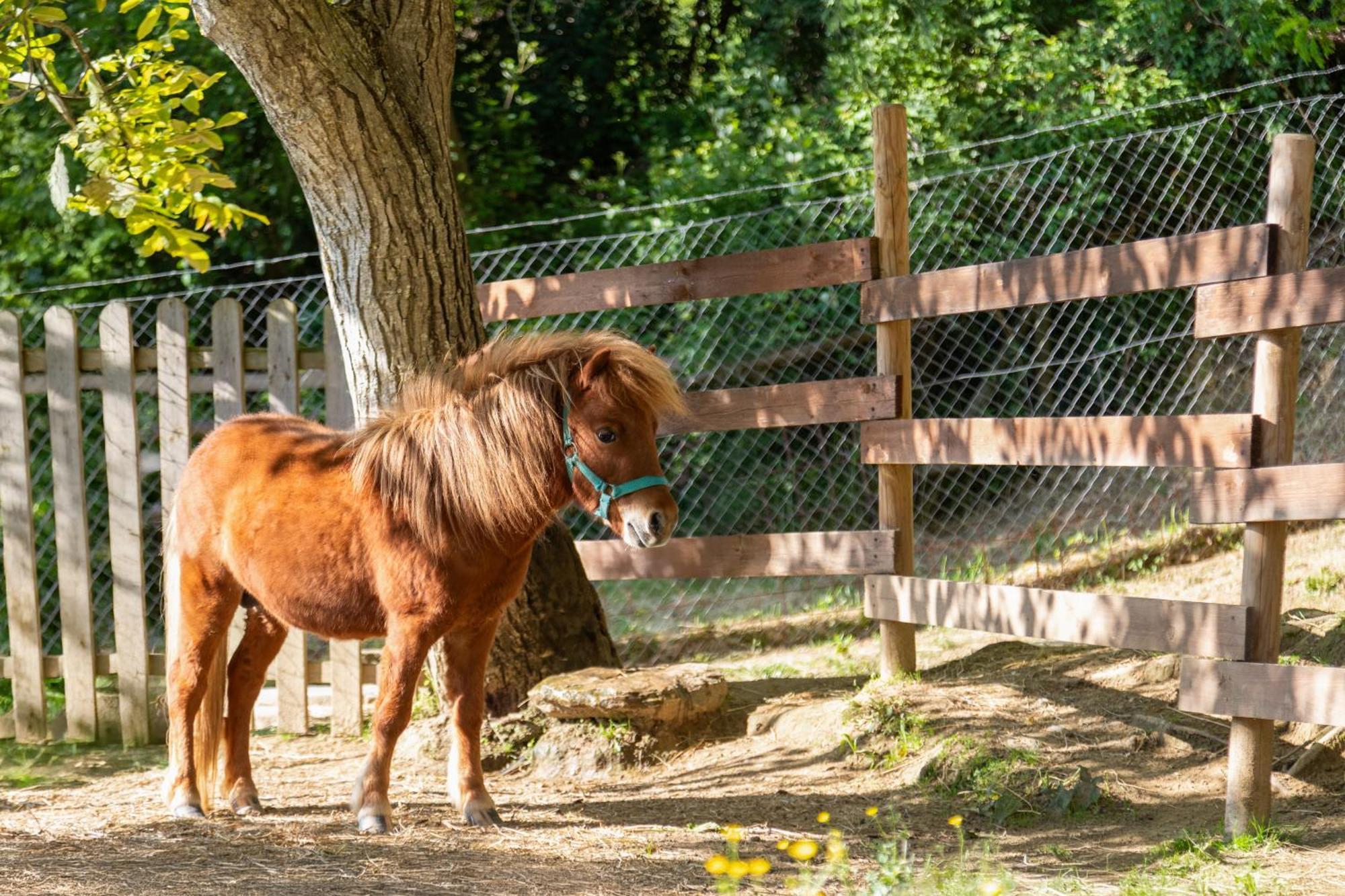 Alpaca Country House Pontedera Exterior photo