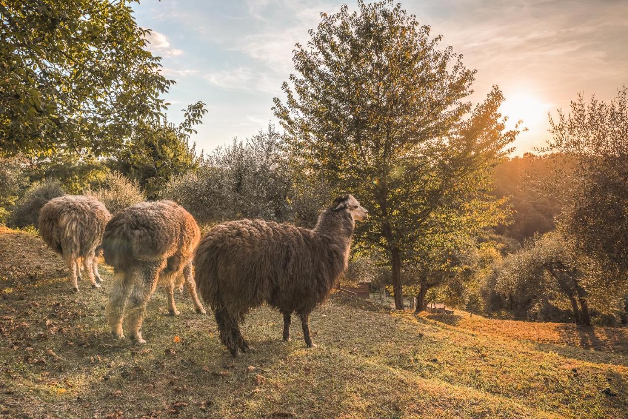 Alpaca Country House Pontedera Exterior photo